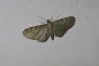 Eupithecia haworthiata