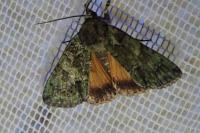 Polyphaenis sericata