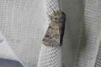 Thaumetopoea pityocampa