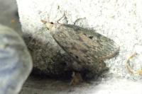 Aphomia sociella