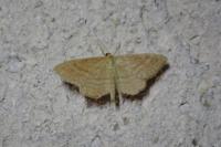 Idaea ochrata
