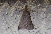 Synaphe punctalis