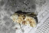 Eremobia ochroleuca