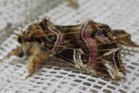 Callopistria juventina