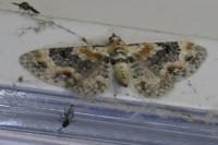 Eupithecia linariata
