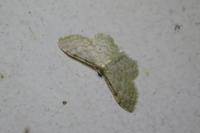 Idaea fuscovenosa