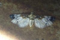 Eupithecia breviculata