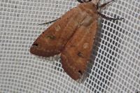 Noctua pronuba