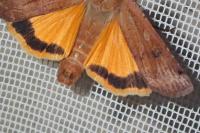 Noctua pronuba