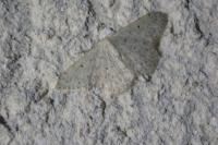 Scopula marginepunctata