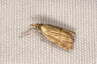 Chrysocrambus linetella
