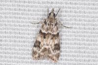 Eudonia delunella