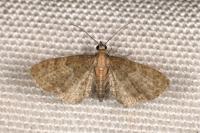 Eupithecia haworthiata