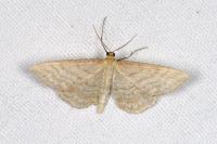 Idaea macilentaria