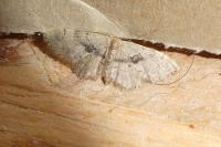 Idaea laevigata