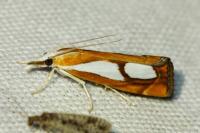 Catoptria pinella