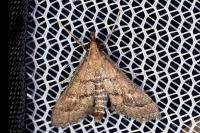 Metasia corsicalis