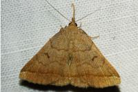 Zanclognatha lunalis
