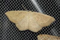 Cyclophora ruficiliaria