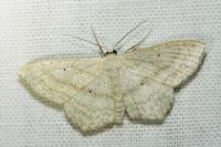 Scopula nigropunctata