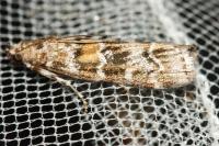 Dioryctria sylvestrella
