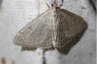 Anania fuscalis