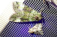 Anaplectoides prasinus