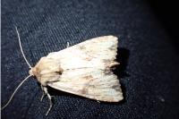 Apamea lithoxylaea