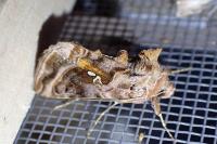 Autographa pulchrina
