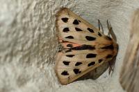 Chelis maculosa