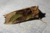 Diachrysia chrysitis