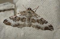 Epirrhoe rivata