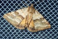 Synthymia fixa