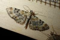 Eupithecia pulchellata