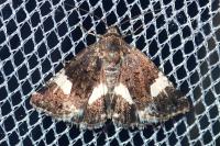 Tyta luctuosa