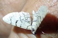 Eupithecia venosata