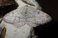 Gnophos obfuscata