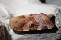 Noctua fimbriata