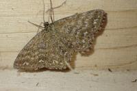Scopula immorata
