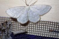 Scopula ternata