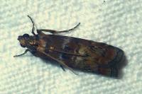 Phycita roborella