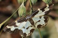 Lomaspilis marginata