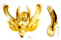 Leucania obsoleta