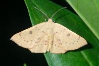Cyclophora puppillaria