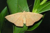 Cyclophora puppillaria