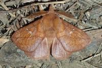 Euthrix potatoria
