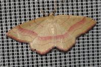 Rhodostrophia vibicaria