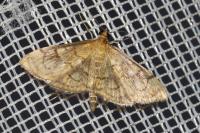 Anania verbascalis
