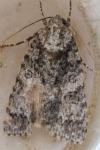 Acronicta auricoma
