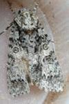 Acronicta auricoma